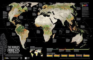 The World’s Forest: Decades of Loss and Change