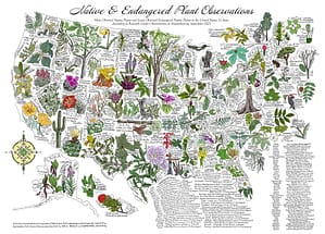 Native & Endangered Plant Observations