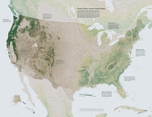 Forest Carbon of the United States
